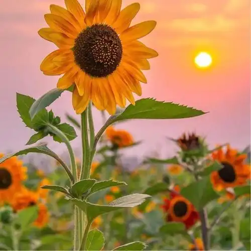 女人用了运气旺的头像图片