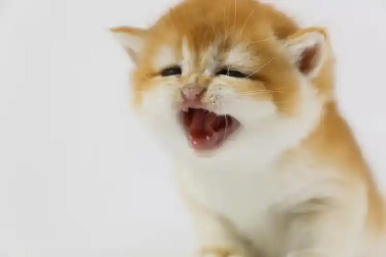 英短金渐层蓝金短毛小宝贝网红猫