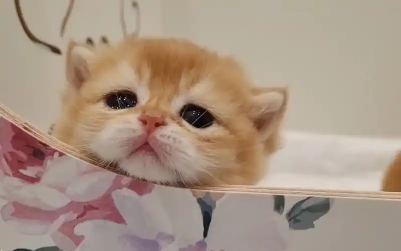 小奶猫都快急哭了:放我出去!