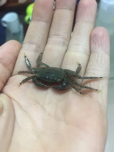 四只活泼,可爱的小螃蟹