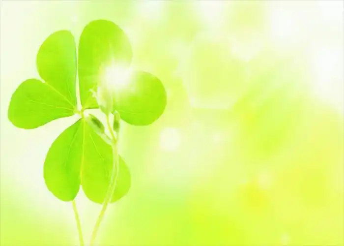 唯美四叶草图片