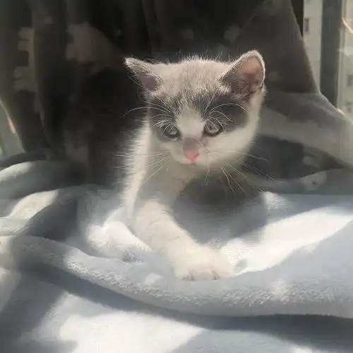 英短dd 灰白 自家奶猫找主人啦 价低