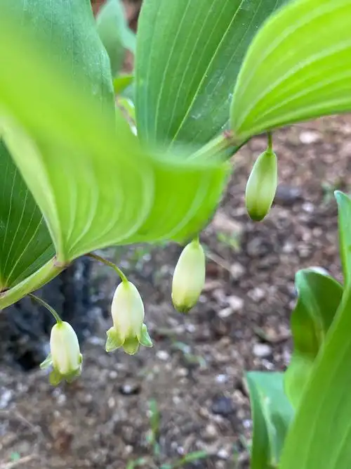 玉竹花美,碧白无暇