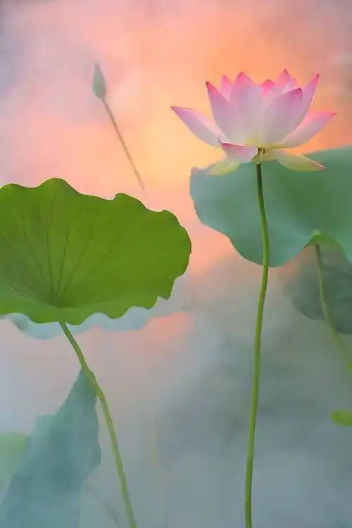 禅定无烦恼心如莲花开