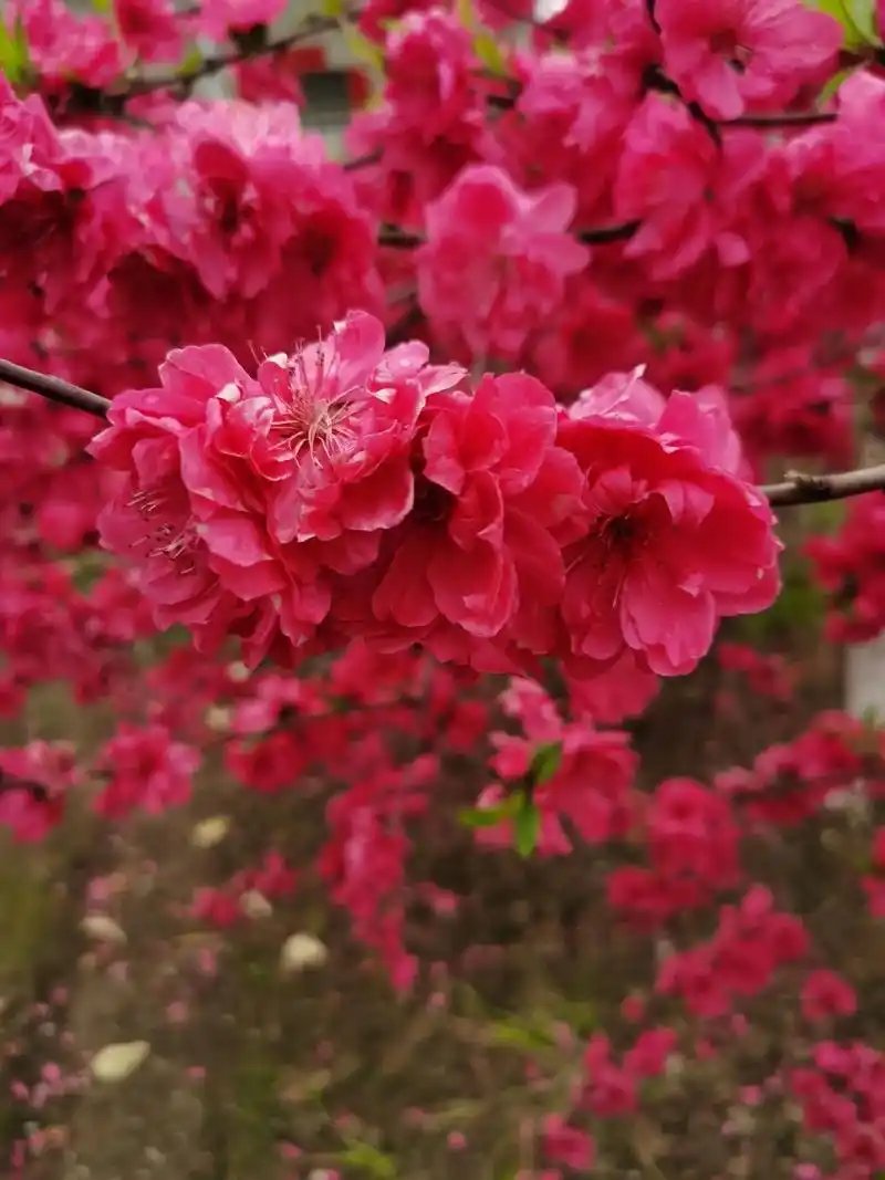 桃花朵朵开07#绚烂开放的花 #三月桃花朵朵开 - 抖音