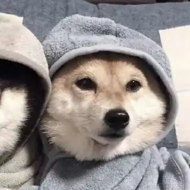 高清可爱的沙雕萌宠头像图片,情侣头像图片