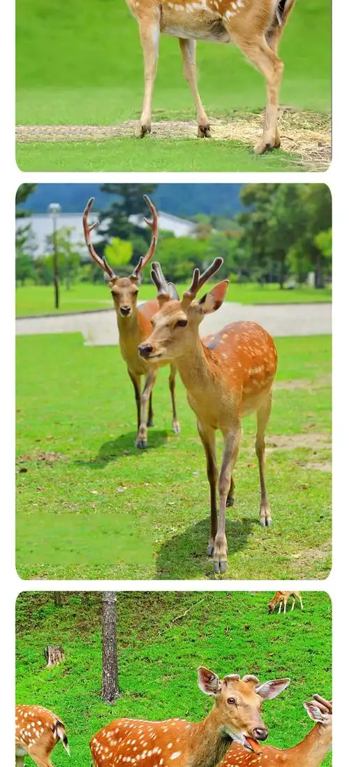 出售梅花鹿肉养殖活体梅花鹿销售鹿茸梅花鹿产品鹿鞭