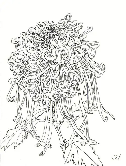 菊花季我写生的菊花速写白描稿