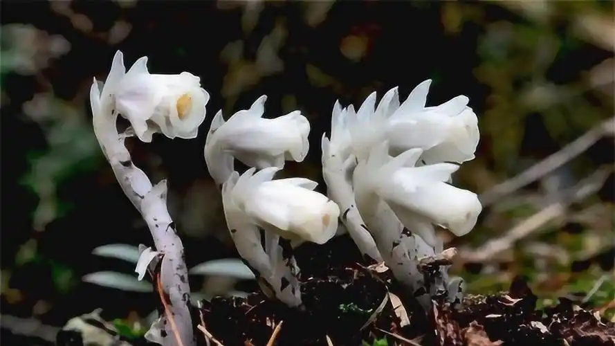 罕见!冥界之花现世起死回生竟真的存在?