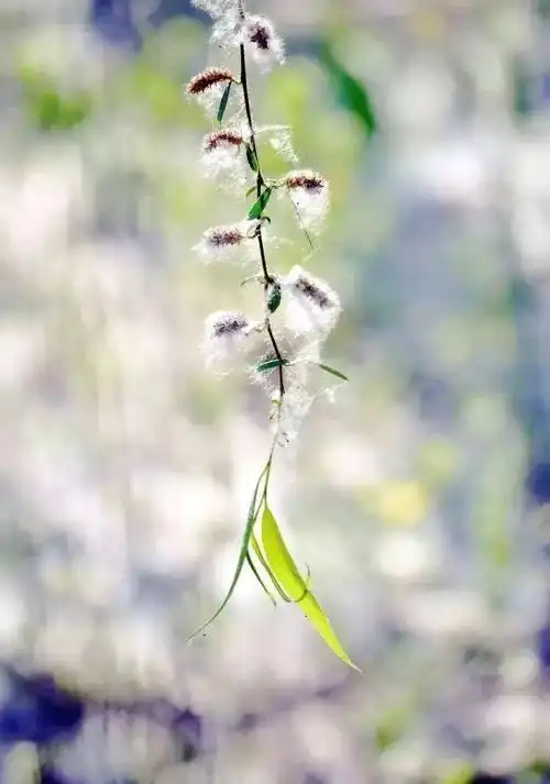 治理柳絮漫天飞出狠招,通州人以后再也不怕了!