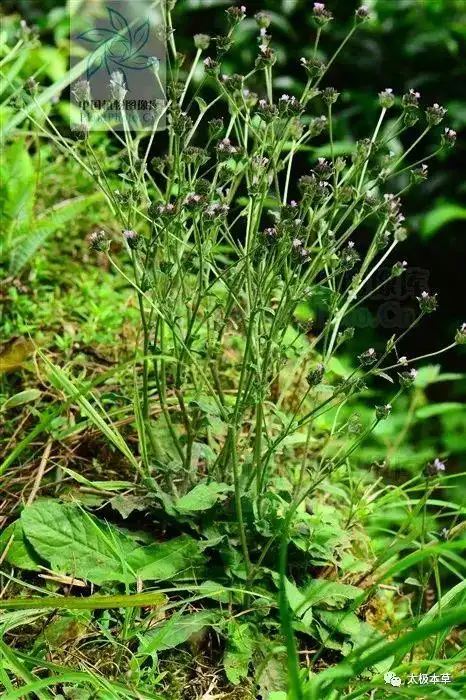 苦地胆,见过吗?清热解毒,利尿消肿.