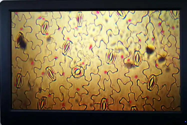 蚕豆叶下表皮细胞