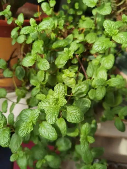 绿油油的薄荷,长花苞的蟹爪莲,结了很多果子的白妃,密密麻麻的生菜