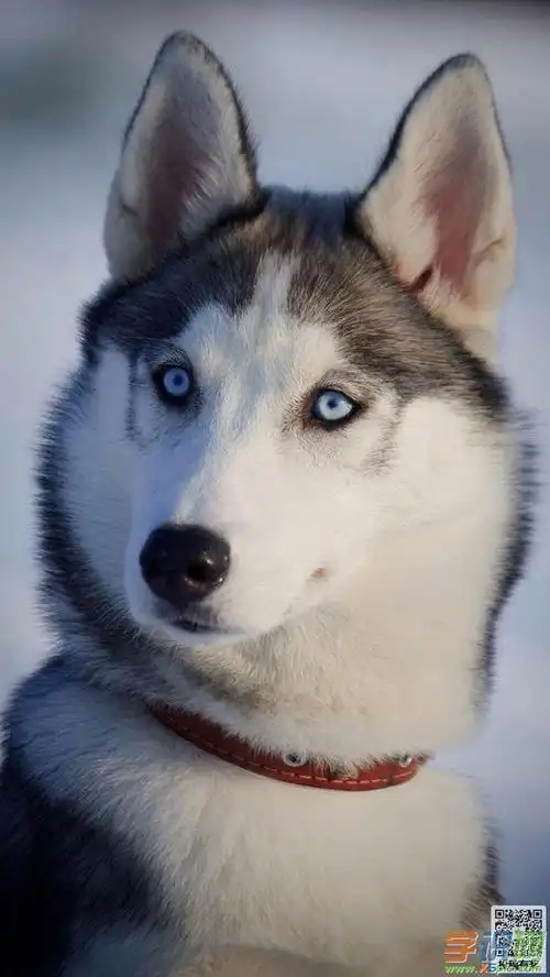 可爱超萌的小狗手机高清壁纸