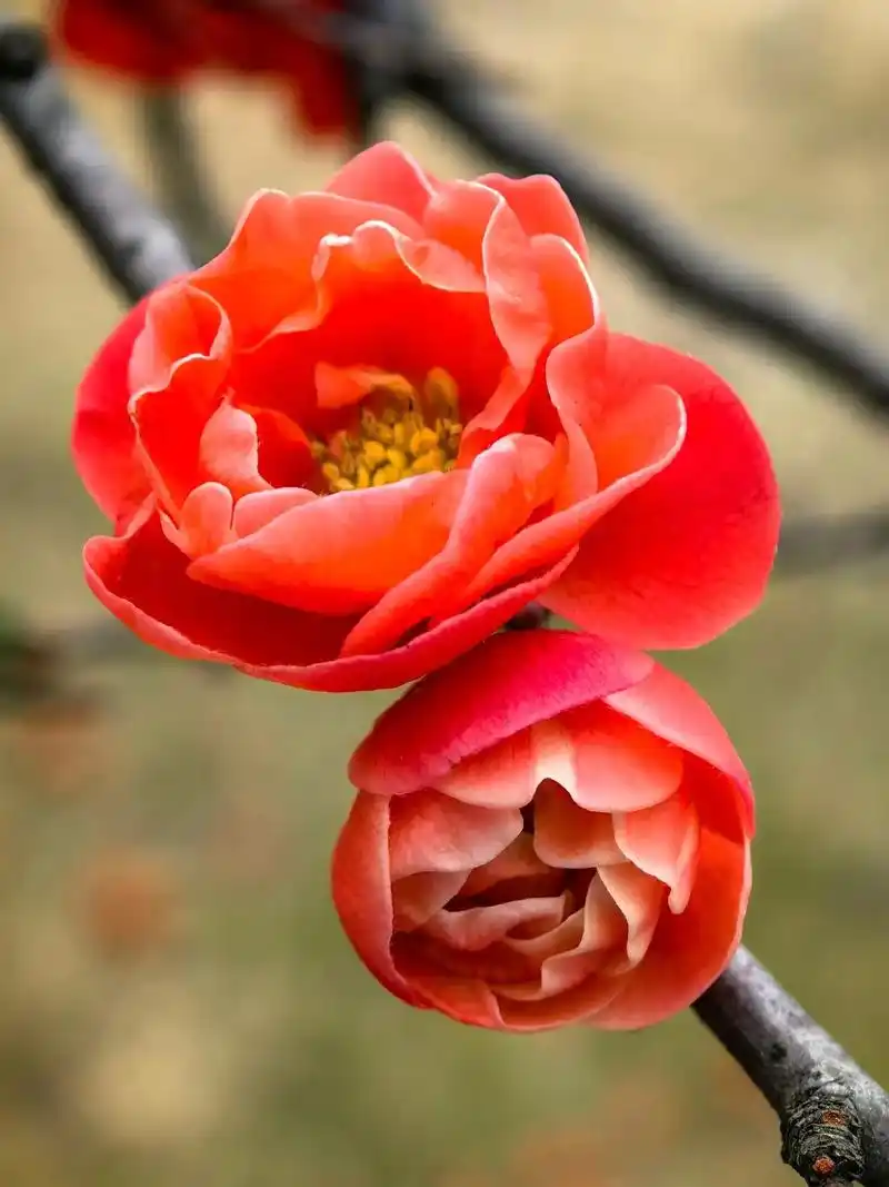 海棠花开,如诗如画,绽放着美丽与温柔,为春天增添一抹迷人的 - 抖音