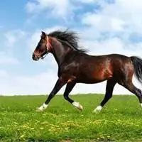 草原上悠闲的骏马头像图片点击鼠标右键下载