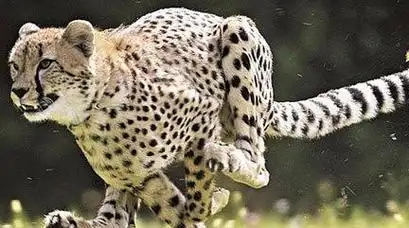 动物奥运会十大纪录的保持者北极熊摔跤几秒钟制服人类