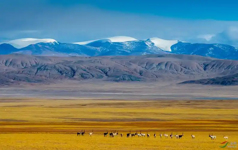 藏羚羊获首页动物精华