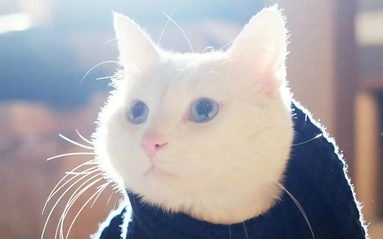 可爱猫咪唯美高清壁纸图片