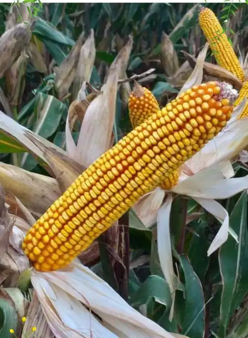 光芒百度云资源