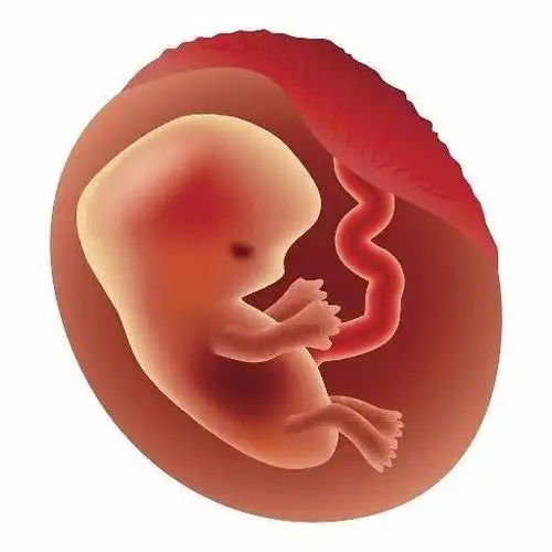 好孕后前12周胎儿不仅忙着安营扎寨,还要忙着大脑以及身体各个器官的