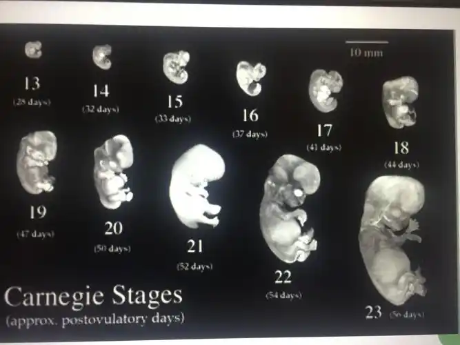 伟大的科技),在12周左右的时候,除了肺部会一直发育到出生的那一天