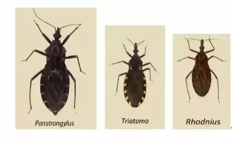 本病的传播有两种途径,一是通过患者或储存宿主→锥蝽→人的方式传播