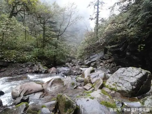 而黑竹沟林区就不同了,全称是四川黑竹沟国家森林公园,地跨哈曲乡,勒