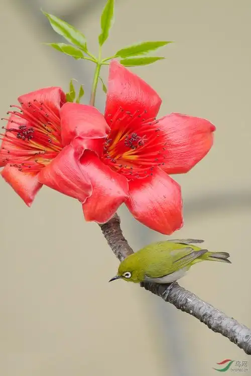 木棉花开鸟儿来