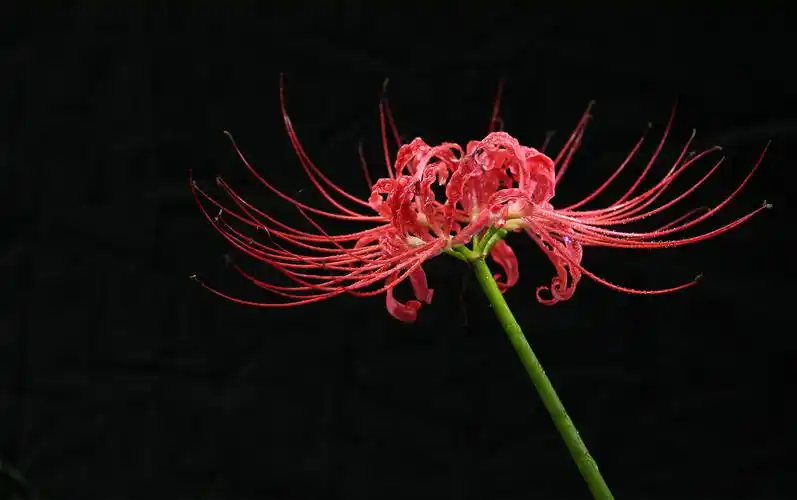 园博园荆山上有近千亩彼岸花正在盛放,预计花期将持续1个月.