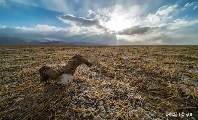 为什么说新疆的阿尔金无人区很危险