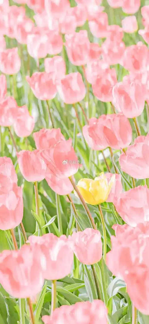朋友圈背景图##ins手机壁纸简约可爱全屏无水印高清##女生头像情侣