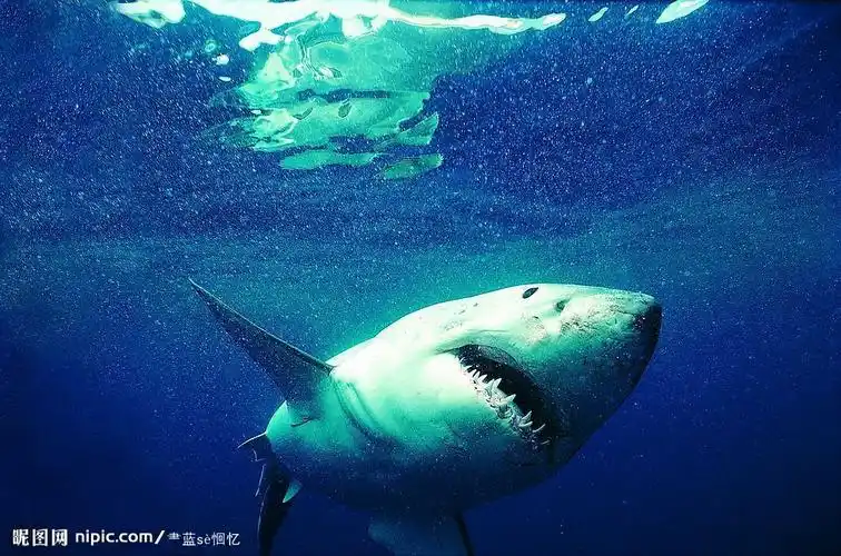 鲨鱼图片