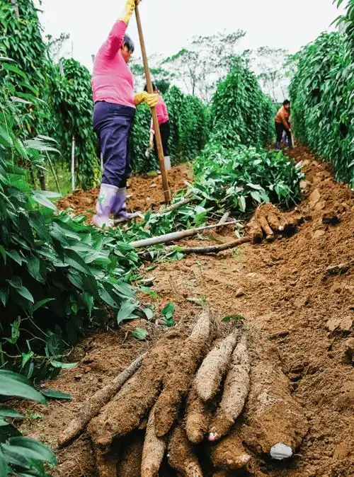 【广东物产】阳山县·阳山淮山_种植