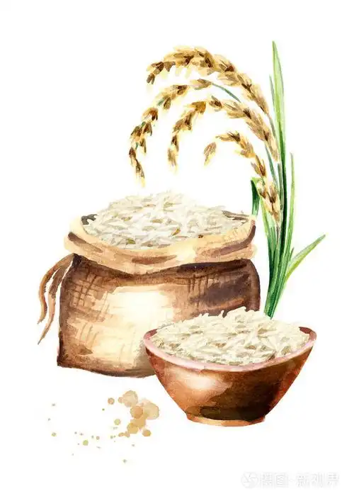 白米垂直成分.水彩手绘插图, 在白色背景上隔离