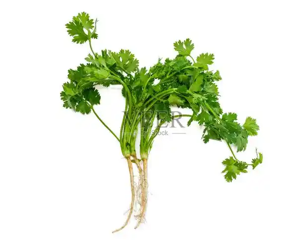 茎的香菜照片摄影图片