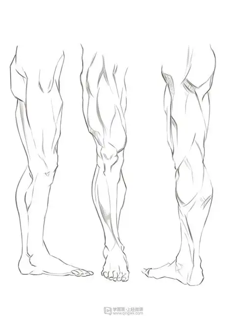 临摹腿腿部人体肌肉结构入门训练