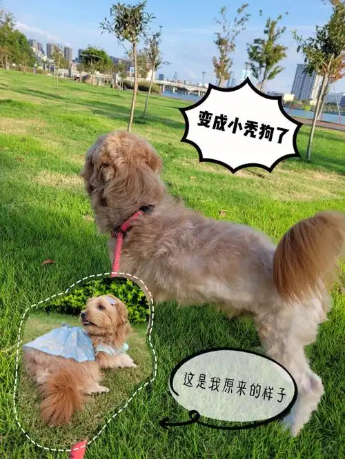 离家一个多月老公把狗子养成这个鬼样子了