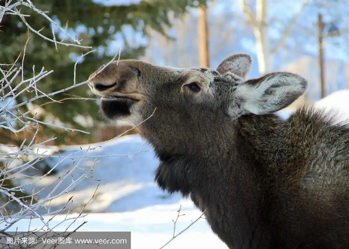 小驼鹿,柳树,泰頓村,杰克逊,杰克森
