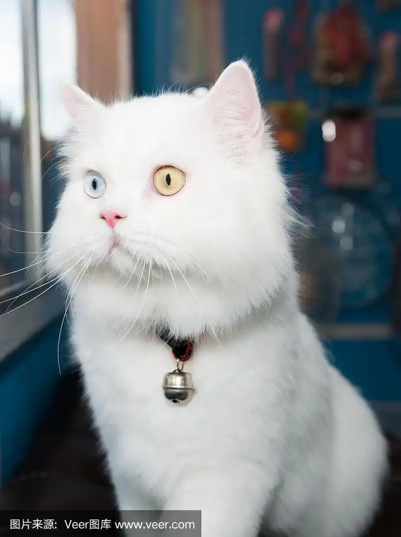 白色波斯猫有两种颜色的眼睛
