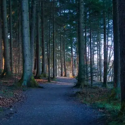 绿色森系风景头像森林里笔直生长的树木