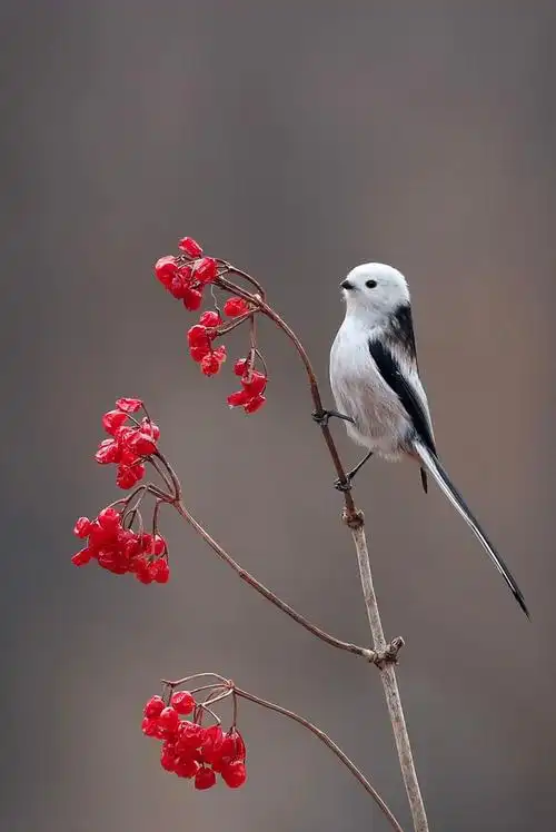 小鸟跳舞查看大图曝光:753/1000000 sec光圈:f4快门:753/1000000 sec