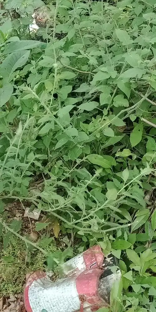 游山不能忘了采点中草药,这是白毛藤,并且山上很多,这里顺便介绍一下