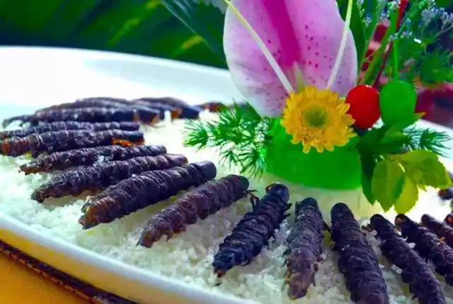 来攀不吃盐边菜,你会感到终生遗憾