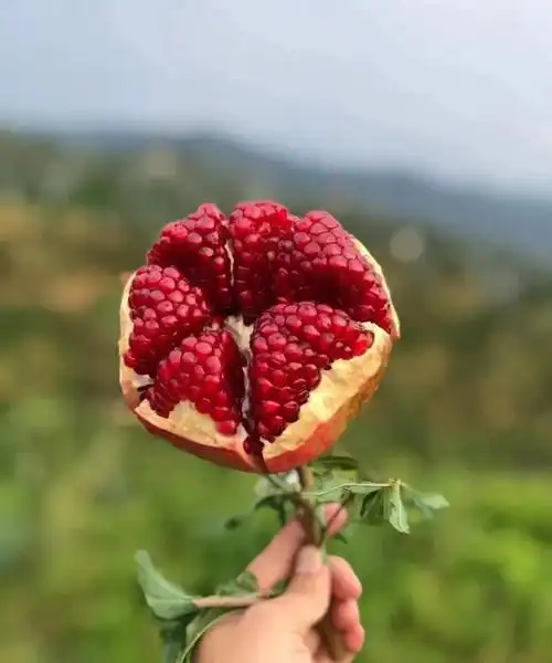 这款爱情果甜蜜红艳惹人爱