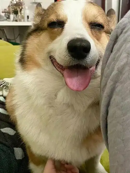 谁又能拒绝一只撒娇的柯基呢