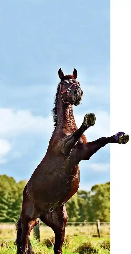 绝不是为了听那么一声响,那么马掌本来就能自己长出来的,为什么还需要