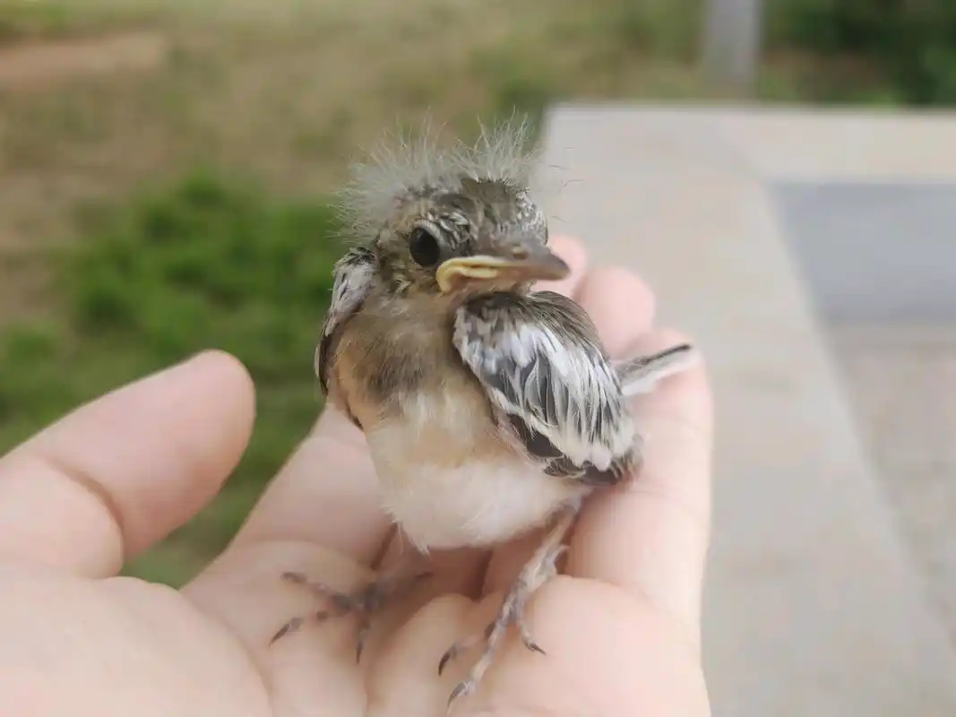 您知道这些漂亮鸟小时候的样子嘛?有的变丑了