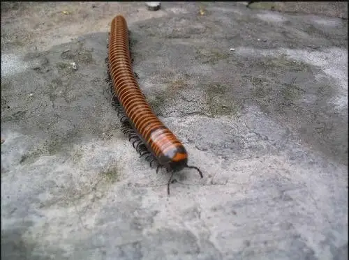 展开全部 马陆,俗名千足虫.