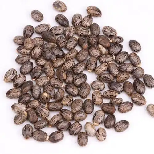 麻子种子来源(解释麻子一词指的是哪种植物的种子)-趣事杂谈